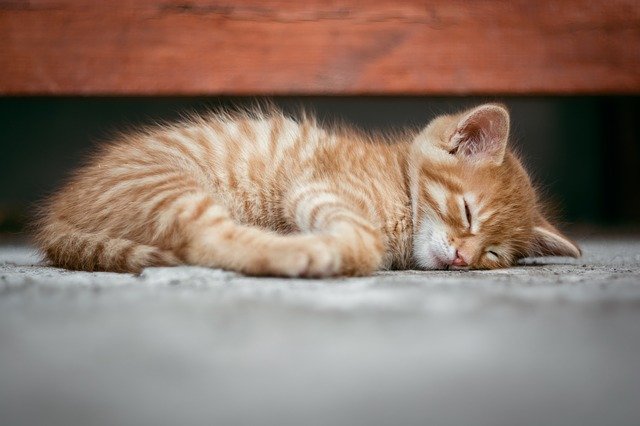 Sleep for better performance, even a kitten can do it!